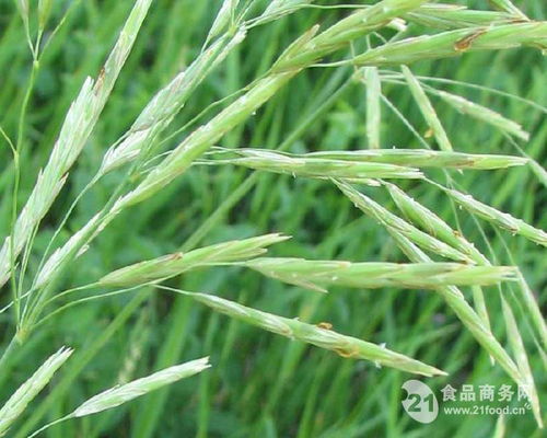 莜麦和燕麦是同一种植物吗？它们在营养价值上有什么区别