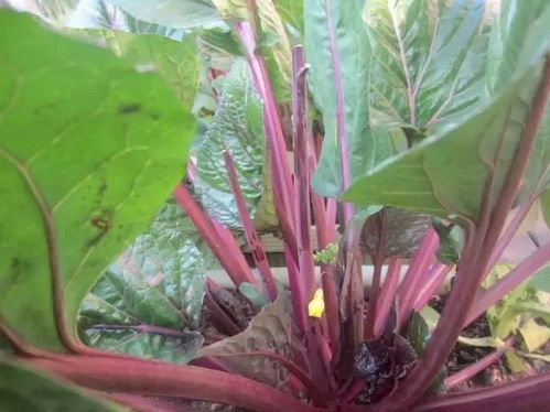 三、 大白菜：秋季种植，口感更佳