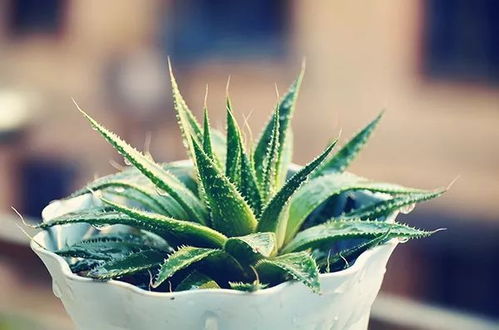 芦荟种植全攻略：打造个人芦荟花园