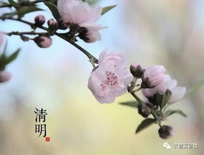 清明时节， 花事繁忙
