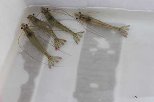 南美白对虾饲料配置中，如何科学搭配蛋白质、脂肪和纤维，以达到最佳生长效果？