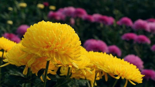 国庆菊， 喜庆又美观