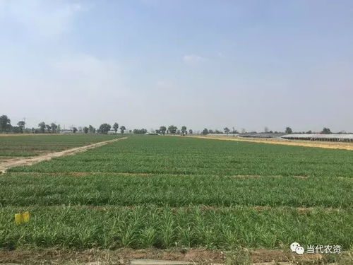 新技术， 日晒高温覆膜法