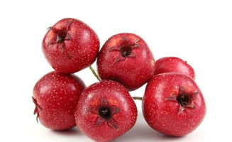 山楂品种大盘点