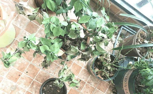 仙人球：耐热耐晒的守护者