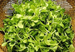 揭秘上海特色：毛菜与鸡毛菜的农业奥秘