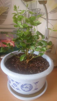 网购花苗， 小心栽种陷阱