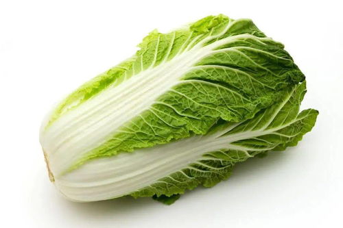 白菜：耐热性强