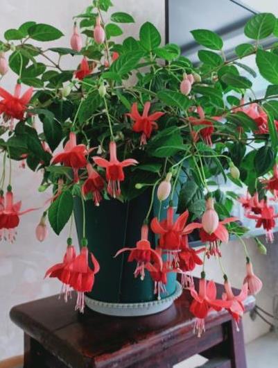 插花艺术，展现玫瑰之美