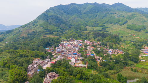 大冶枫桥茶油：探索通城茶油，一斤多少钱？