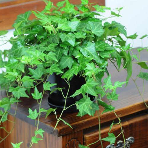 修剪枝叶，让它梗健康