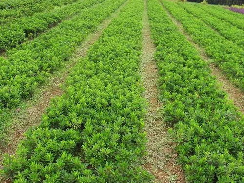 苗圃养护新潮流：智嫩灌溉与生物防治