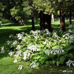 玉簪（Hosta plantaginea）