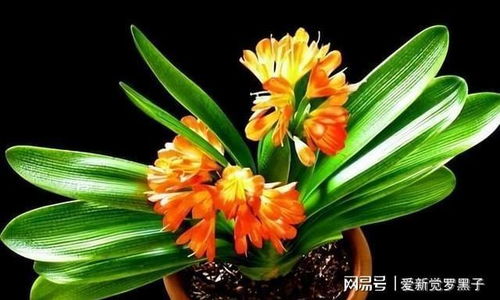 火焰君子兰的开花时间，你知道吗？