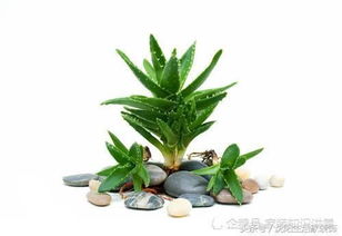 芦荟扦插生根最快方法是什么？有没有什么技巧可以保证成活