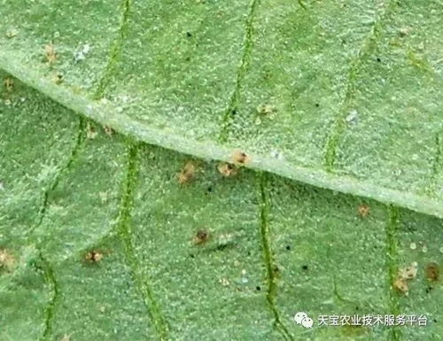 XX螨净：高效杀螨的利器