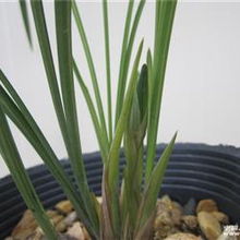 第四步：施肥浇水