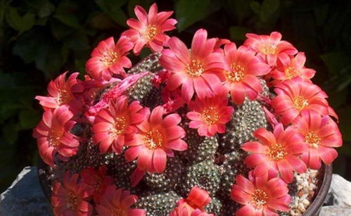 第五步：储存种子