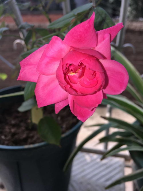 月季花，培育历史