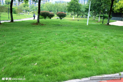 背阴地选草得堪三围指标