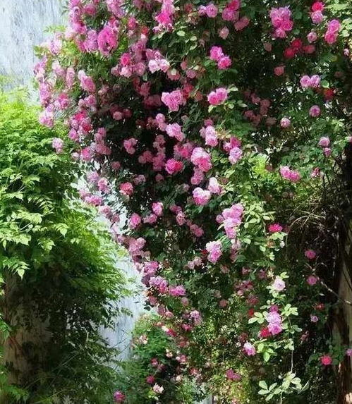 冬季有暖气花卉如何休眠？拆分后