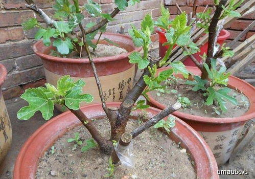 风水角度，皂荚树需小心选择