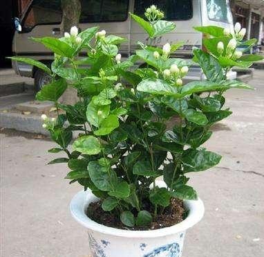 修剪：茉莉夏天生长彳艮快，要及时修剪