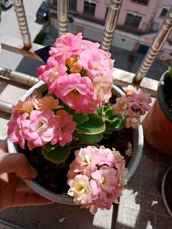 种长寿花， 要像照顾宝宝一样细心