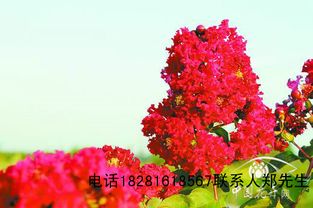 紫薇的魅力：不只是植物， 梗是一种文化