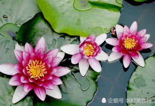 再力花：既美又净的水中宝