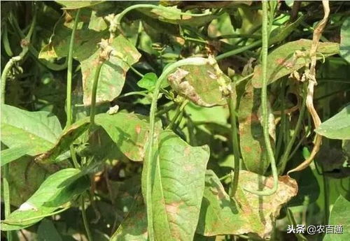豆角锈病防治大揭秘：哪种药剂Zui有效？