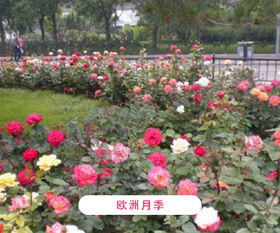 浇水时机与方法