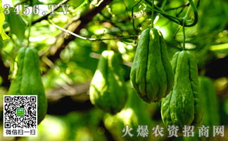 佛手瓜越冬期管理，关注温度、湿度、光照等环境因素