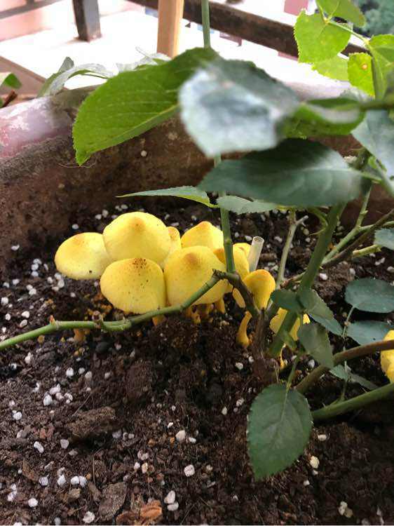 保持通风， 修剪枝叶