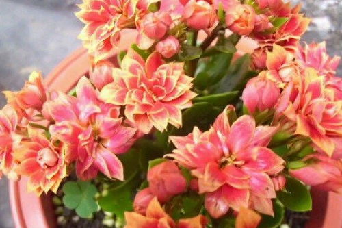 长寿花休眠期在哪月结束？揭秘长寿花复苏时间！