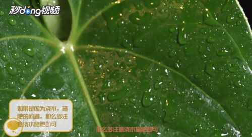 红掌叶子怎么黄了？如何挽救