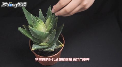 芦荟叶插繁殖，如何提高成功率