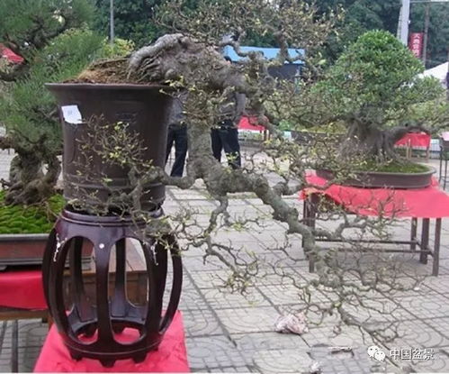 松树的营养需求