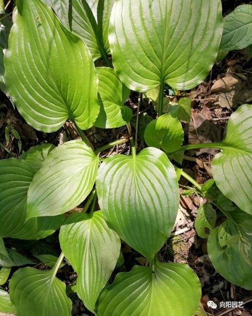 椿树开花， 花大姐在树上‘飘’