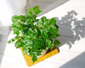 平安的花草清单来了