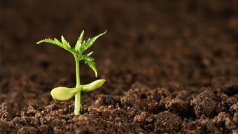 环保除草剂：我们的选择