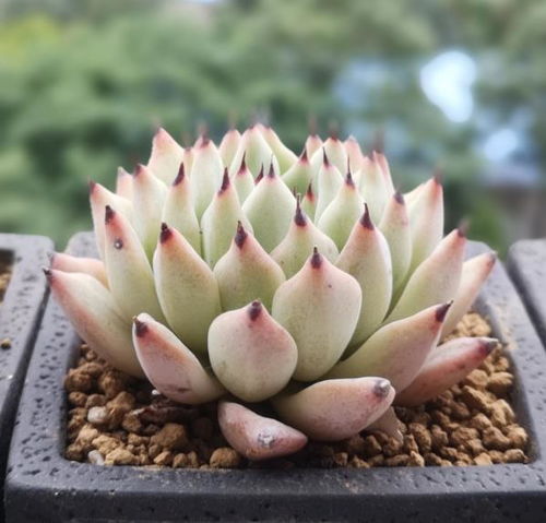 广东如何科学养殖多肉植物？品种选择有何讲究