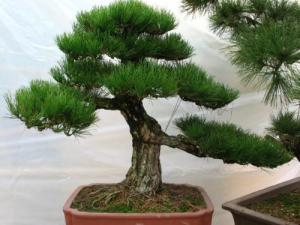 黑松和五针松，芽点多怎么办？