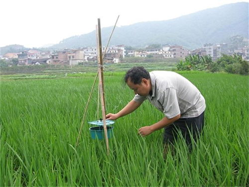 赣州茶油基地：揭秘茶油苗根腐病防治技巧