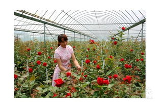 大棚玫瑰花水肥管理入门篇