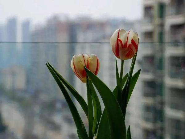 美人蕉：北方春天的宠儿