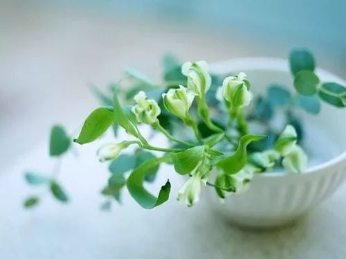 这个象征幸福的植物究竟隐藏着怎样的幸福密码呢