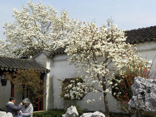 花开满树：牡丹