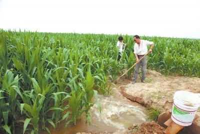 先说说地瓜，那可是抗涝小嫩手！