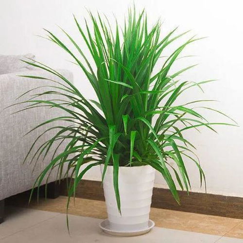 3. 黄杨——绿意盎然